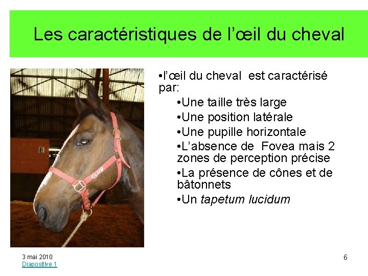 Les caractéristiques de l’œil du cheval • l’œil du cheval est caractérisé par: •