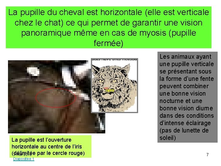 La pupille du cheval est horizontale (elle est verticale chez le chat) ce qui