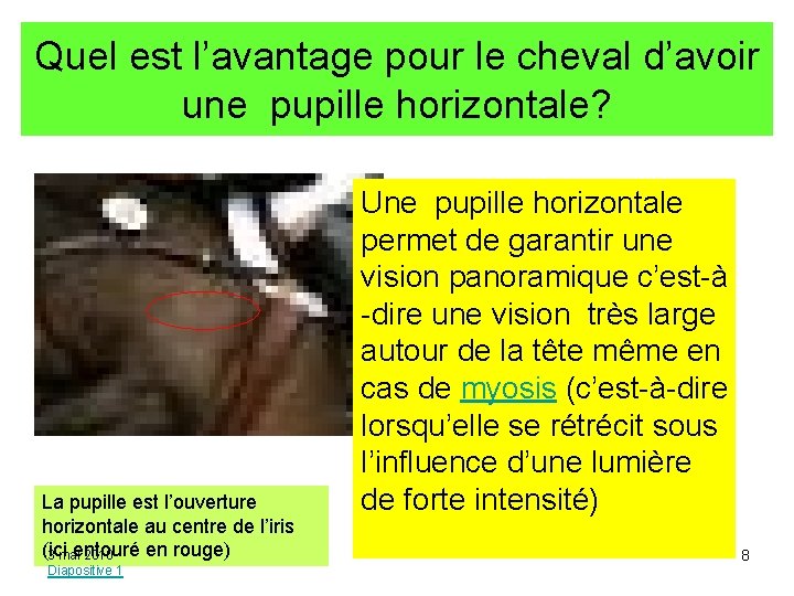 Quel est l’avantage pour le cheval d’avoir une pupille horizontale? La pupille est l’ouverture