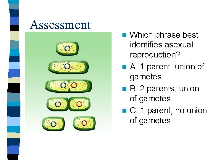 Assessment Which phrase best identifies asexual reproduction? n A. 1 parent, union of gametes.