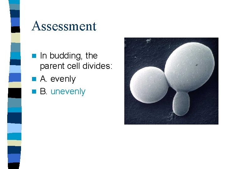 Assessment In budding, the parent cell divides: n A. evenly n B. unevenly n