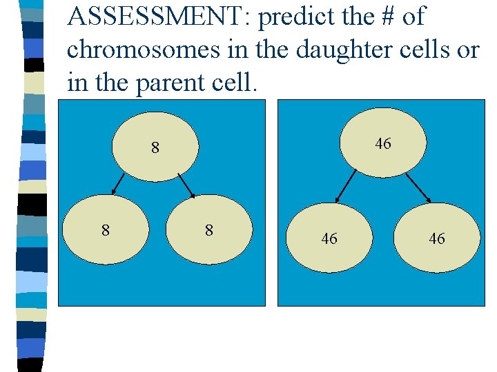 ASSESSMENT: predict the # of chromosomes in the daughter cells or in the parent