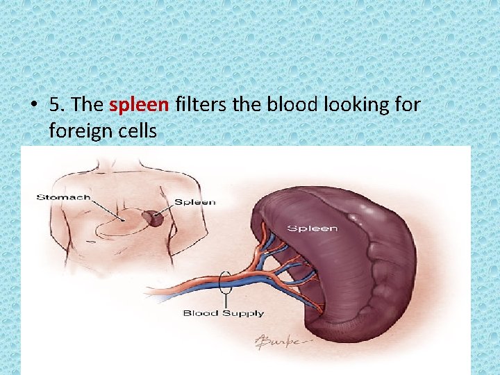  • 5. The spleen filters the blood looking foreign cells 16 