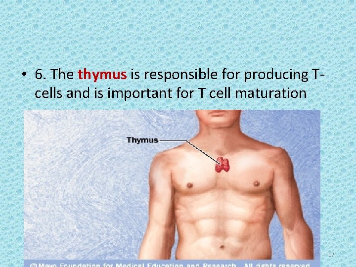  • 6. The thymus is responsible for producing Tcells and is important for