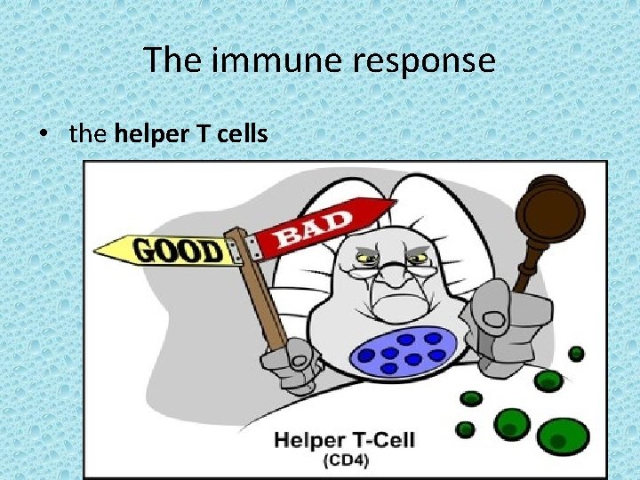 The immune response • the helper T cells 24 