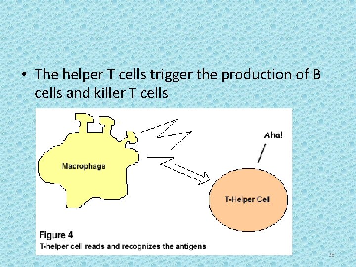  • The helper T cells trigger the production of B cells and killer