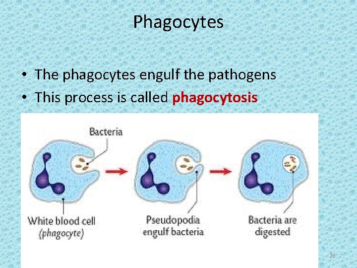 Phagocytes • The phagocytes engulf the pathogens • This process is called phagocytosis 26