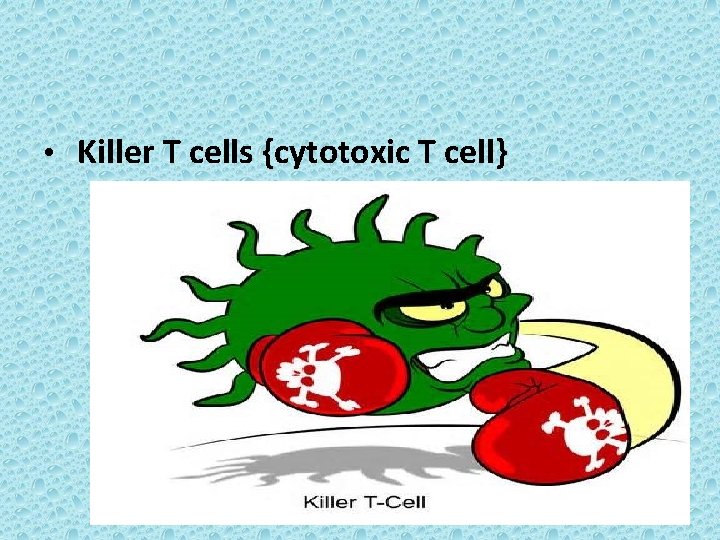  • Killer T cells {cytotoxic T cell} 28 