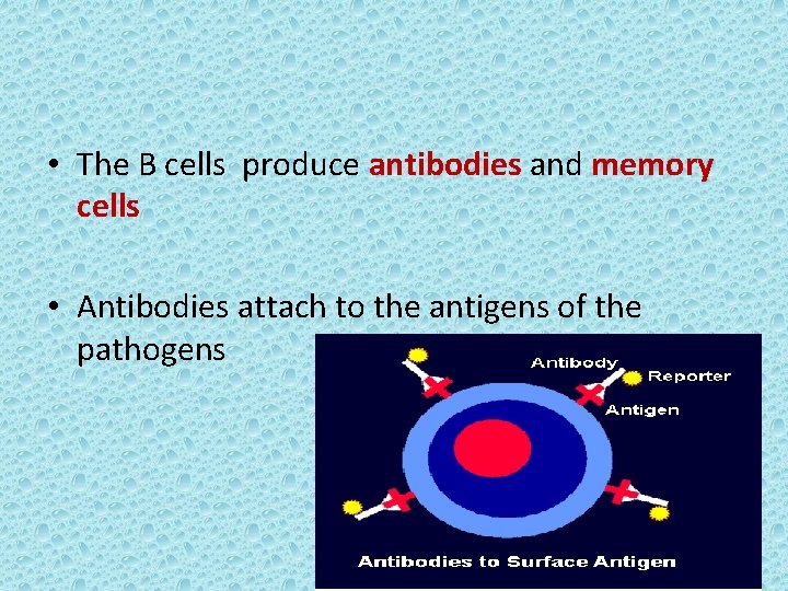  • The B cells produce antibodies and memory cells • Antibodies attach to