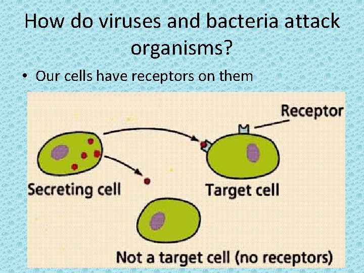 How do viruses and bacteria attack organisms? • Our cells have receptors on them
