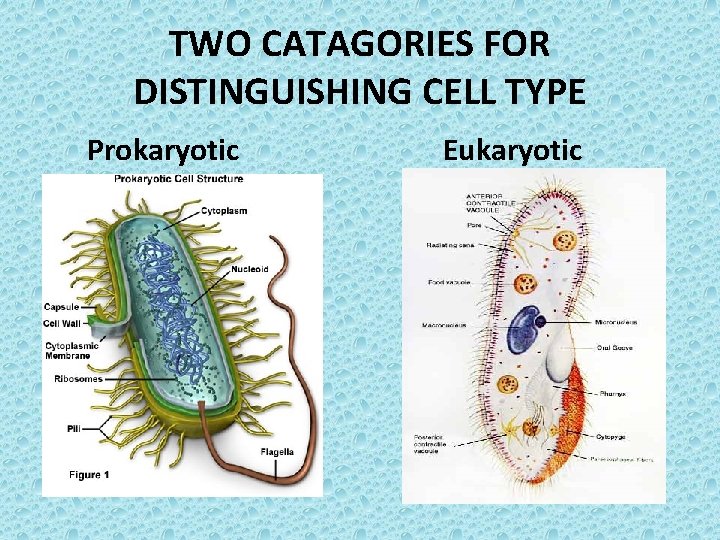 TWO CATAGORIES FOR DISTINGUISHING CELL TYPE Prokaryotic Eukaryotic 