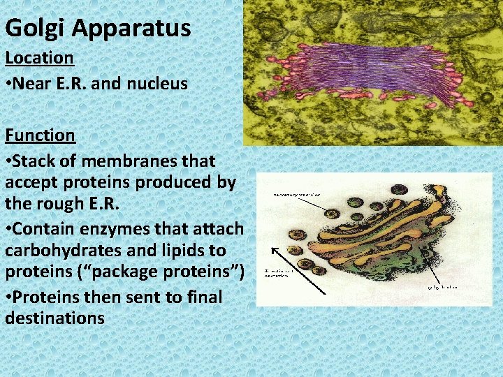 Golgi Apparatus Location • Near E. R. and nucleus Function • Stack of membranes