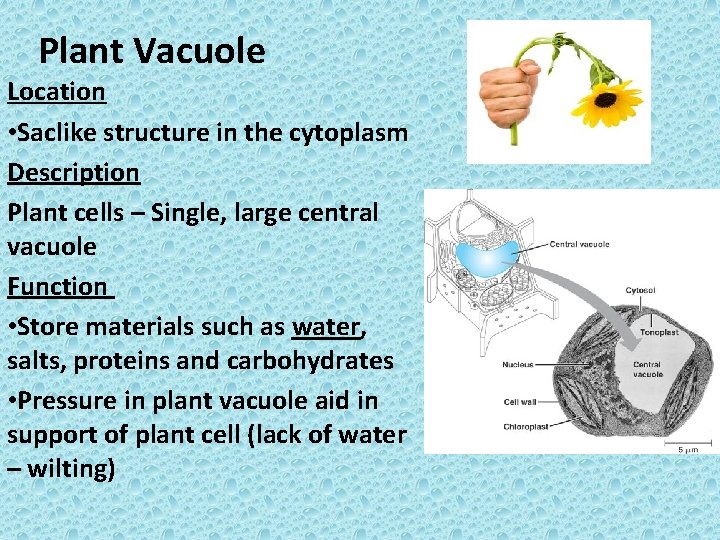 Plant Vacuole Location • Saclike structure in the cytoplasm Description Plant cells – Single,