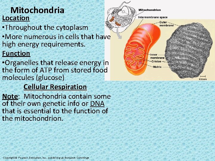 Mitochondria Location • Throughout the cytoplasm • More numerous in cells that have high