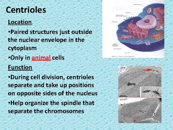 Centrioles Location • Paired structures just outside the nuclear envelope in the cytoplasm •