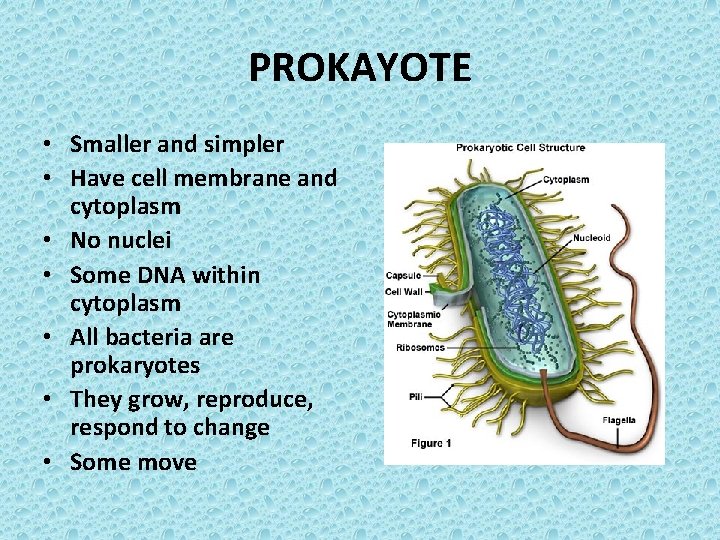 PROKAYOTE • Smaller and simpler • Have cell membrane and cytoplasm • No nuclei