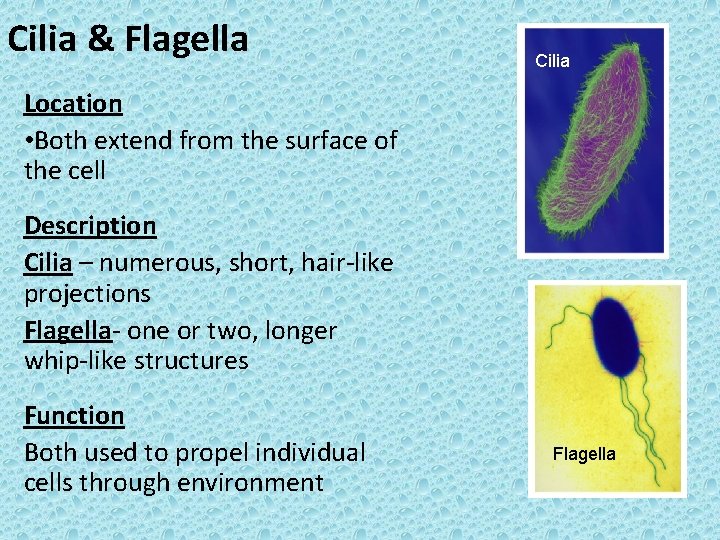 Cilia & Flagella Cilia Location • Both extend from the surface of the cell