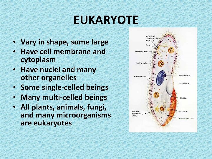 EUKARYOTE • Vary in shape, some large • Have cell membrane and cytoplasm •