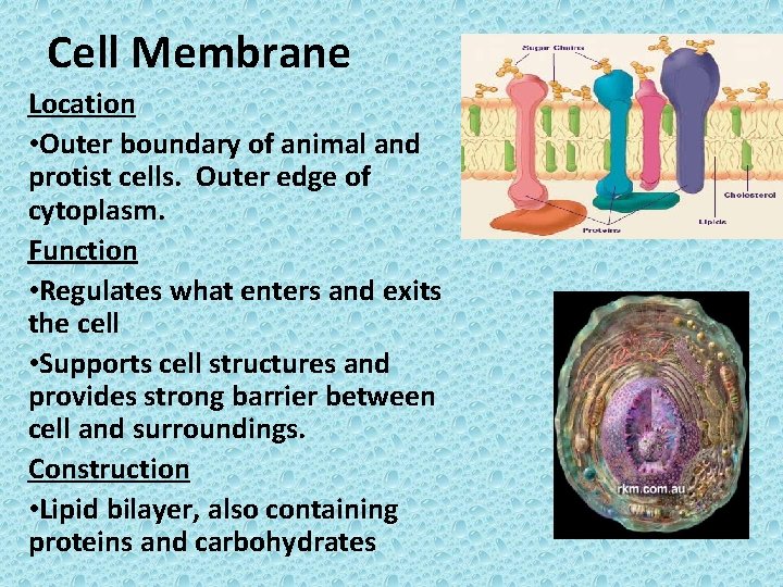 Cell Membrane Location • Outer boundary of animal and protist cells. Outer edge of