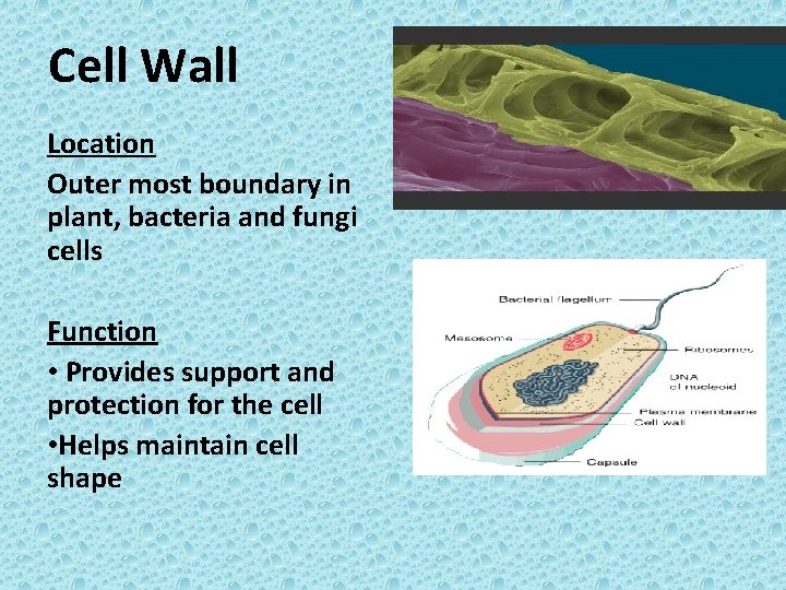 Cell Wall Location Outer most boundary in plant, bacteria and fungi cells Function •