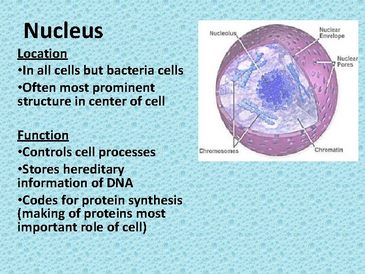 Nucleus Location • In all cells but bacteria cells • Often most prominent structure