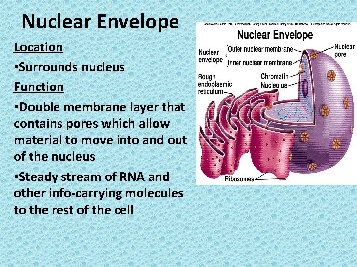 Nuclear Envelope Location • Surrounds nucleus Function • Double membrane layer that contains pores