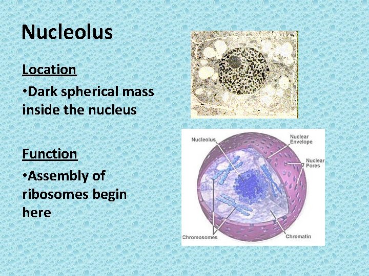 Nucleolus Location • Dark spherical mass inside the nucleus Function • Assembly of ribosomes