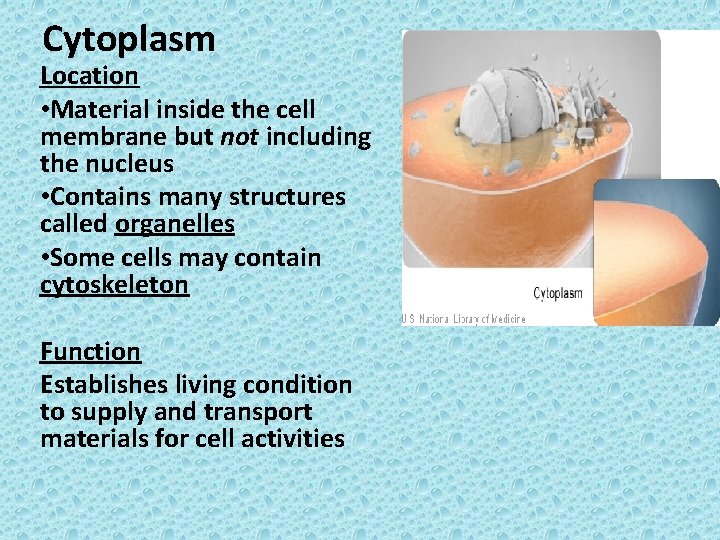 Cytoplasm Location • Material inside the cell membrane but not including the nucleus •