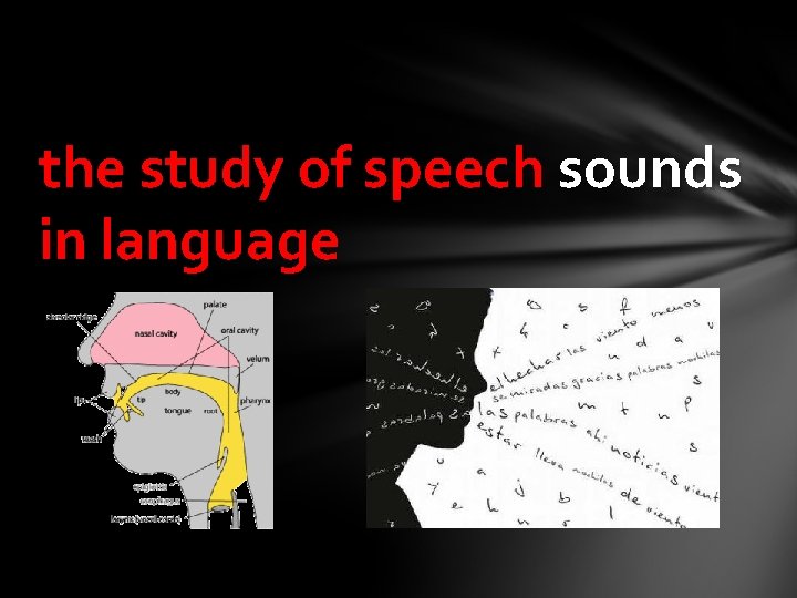 the study of speech sounds in language 