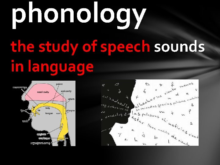 phonology the study of speech sounds in language 