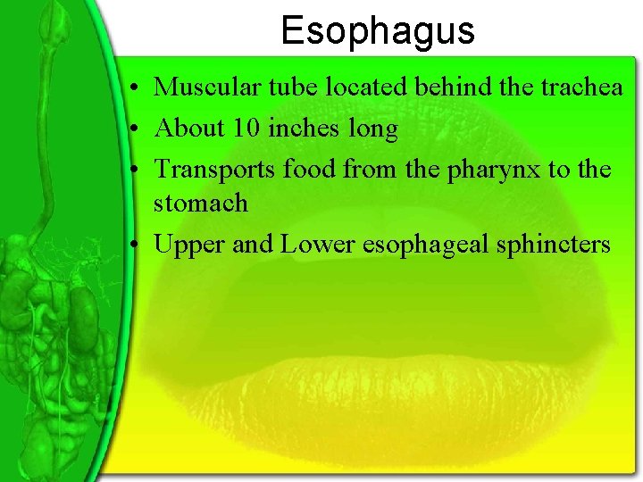 Esophagus • Muscular tube located behind the trachea • About 10 inches long •