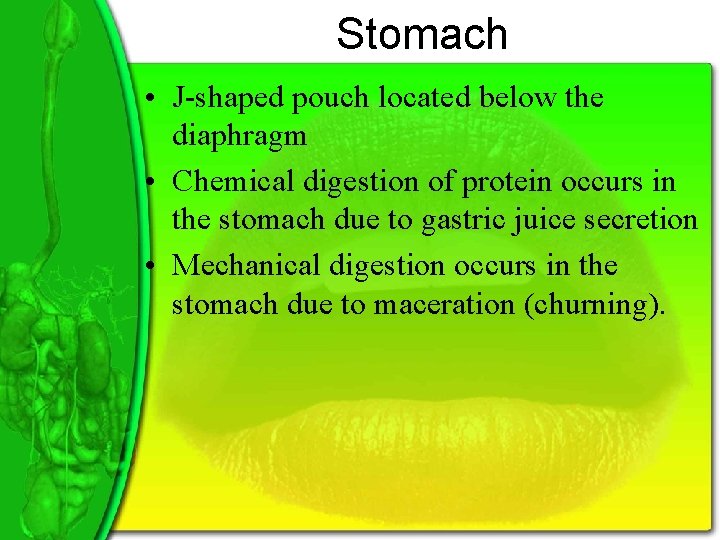 Stomach • J-shaped pouch located below the diaphragm • Chemical digestion of protein occurs