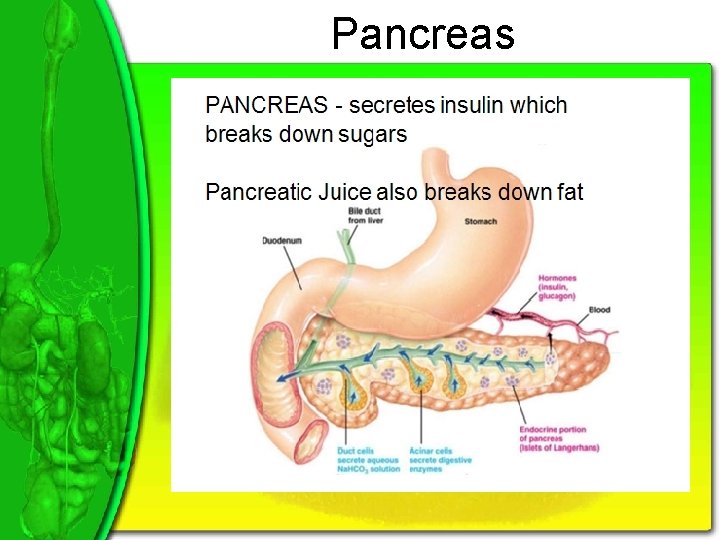 Pancreas 