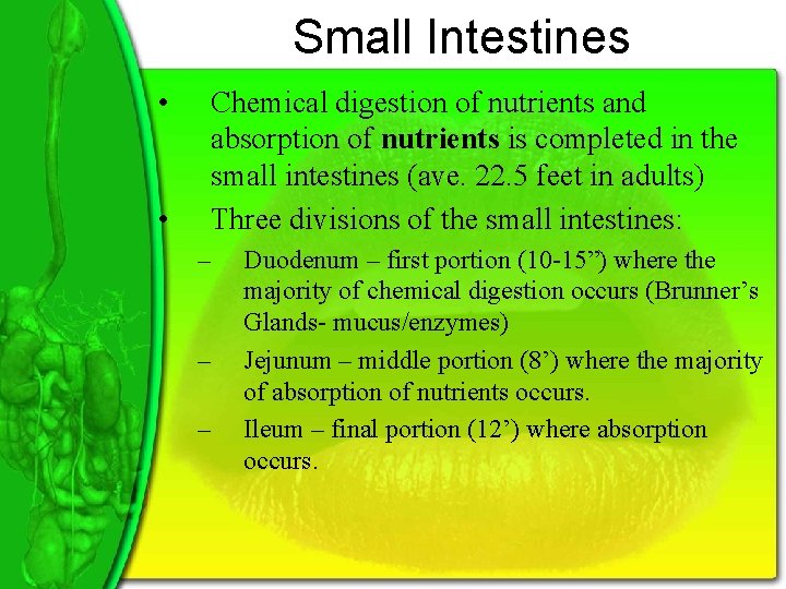 Small Intestines • • Chemical digestion of nutrients and absorption of nutrients is completed