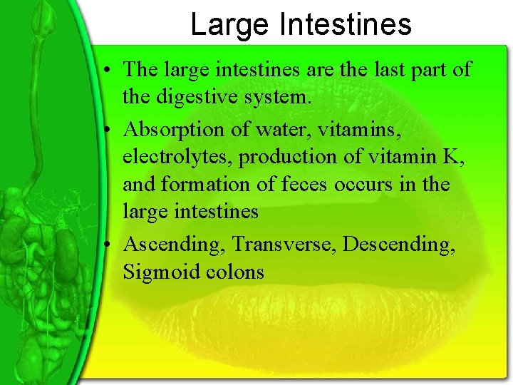 Large Intestines • The large intestines are the last part of the digestive system.