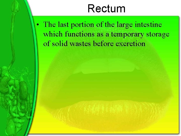 Rectum • The last portion of the large intestine which functions as a temporary