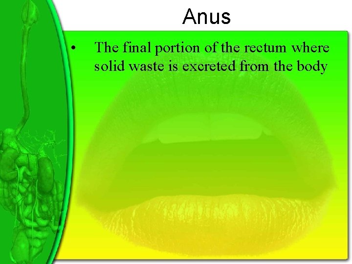 Anus • The final portion of the rectum where solid waste is excreted from