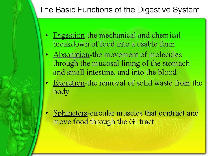 The Basic Functions of the Digestive System • Digestion-the mechanical and chemical breakdown of