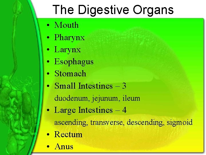 The Digestive Organs • • • Mouth Pharynx Larynx Esophagus Stomach Small Intestines –