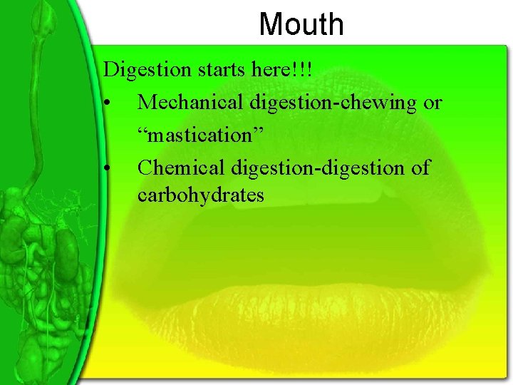 Mouth Digestion starts here!!! • Mechanical digestion-chewing or “mastication” • Chemical digestion-digestion of carbohydrates