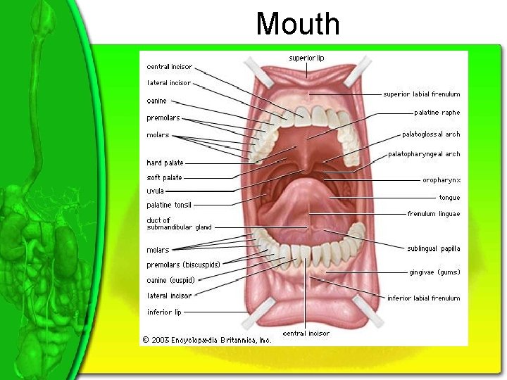 Mouth 