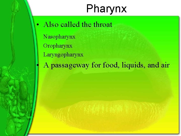 Pharynx • Also called the throat Nasopharynx Oropharynx Laryngopharynx • A passageway for food,