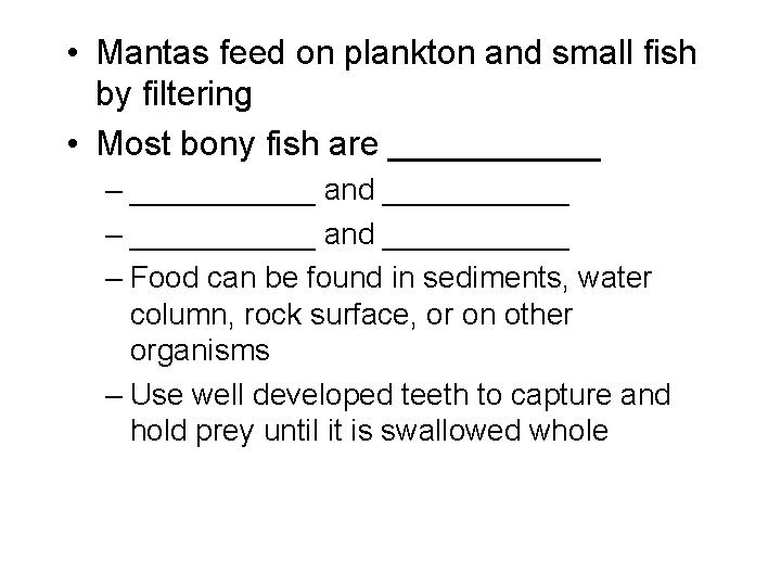  • Mantas feed on plankton and small fish by filtering • Most bony