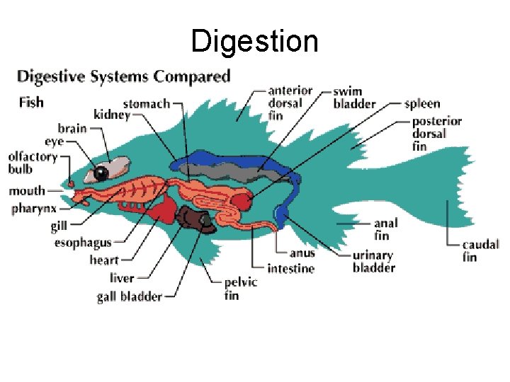 Digestion • Pyloric caeca – slender tubes that secrete digestive enzymes • Liver and