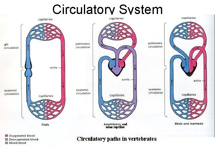 Circulatory System 