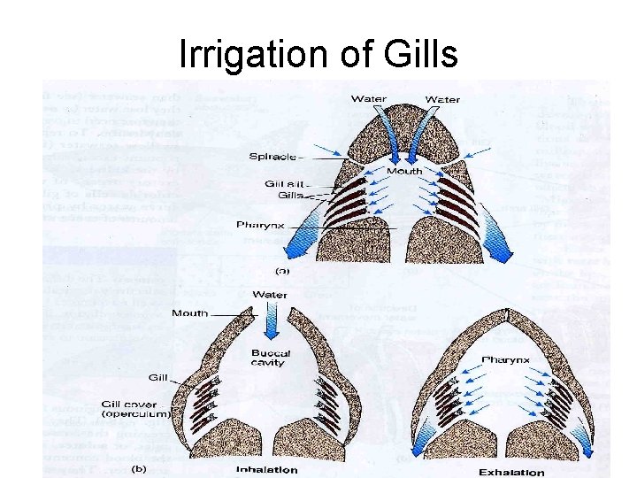 Irrigation of Gills 