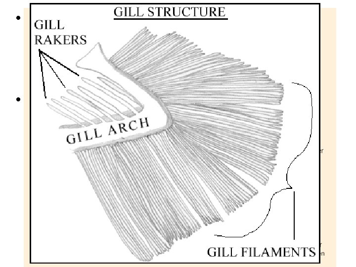  • Gill arches – cartiliganous or bony structures that support the gills –