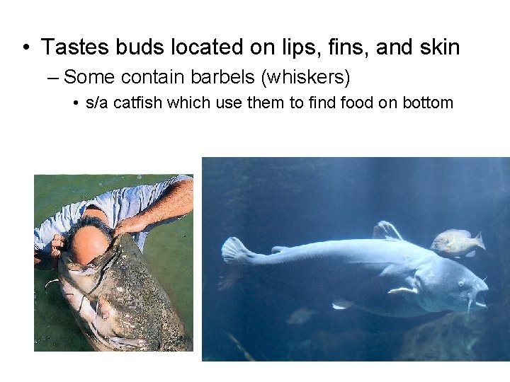  • Tastes buds located on lips, fins, and skin – Some contain barbels