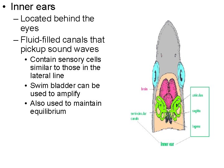  • Inner ears – Located behind the eyes – Fluid-filled canals that pickup