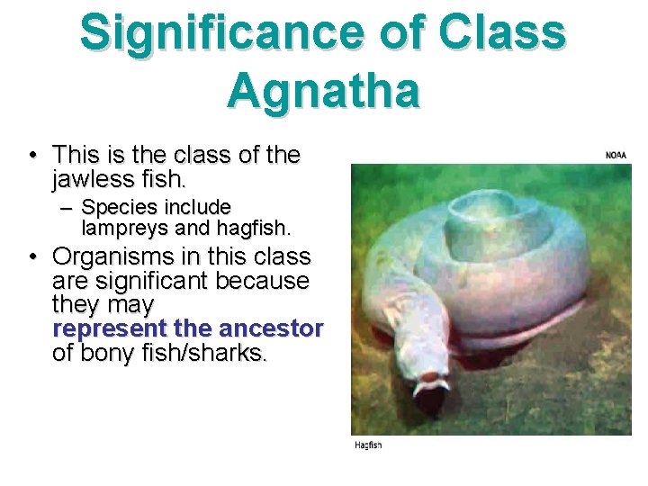 Significance of Class Agnatha • This is the class of the jawless fish. –